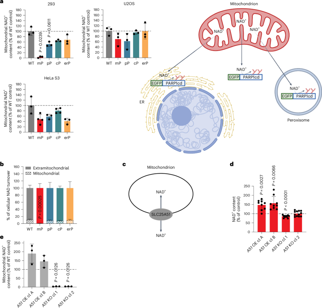 The mitochondrial NAD+ pool is regulated by SLC25A51 and is diminished in PARP1cd cell lines, irrespective of PARP1cd location