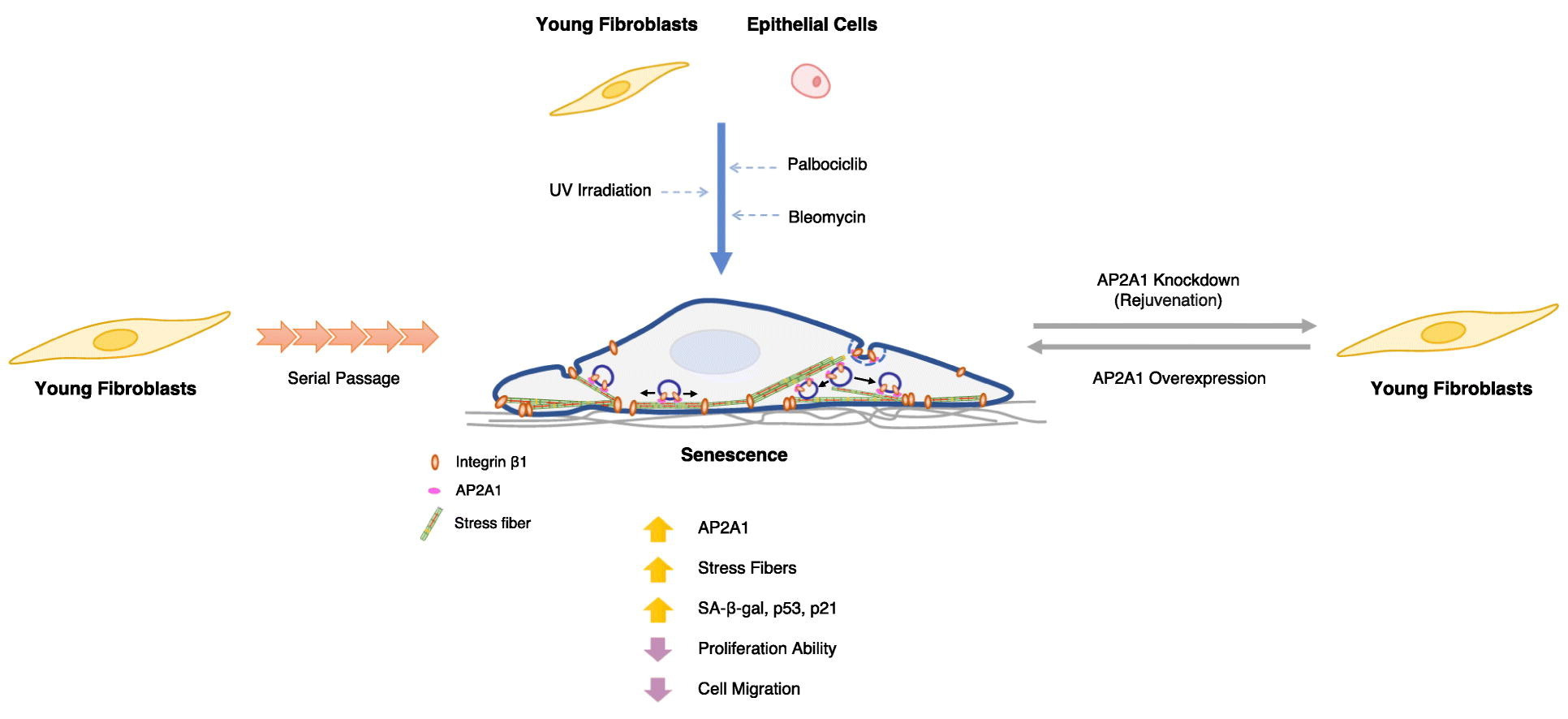 Protein That Regulates Cellular Aging Could Open Pathways for ...
